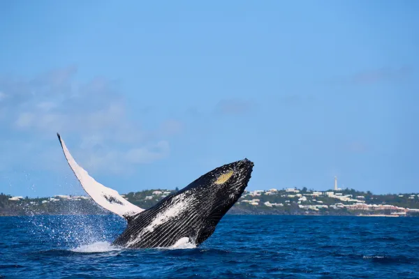 A whale breeching during the winter in Bermuda