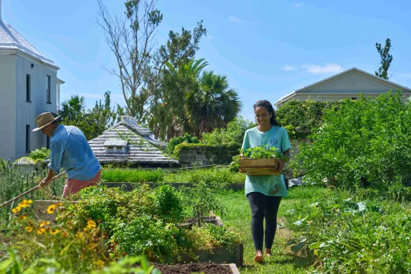 Farmers working a small garden plot in Bermuda