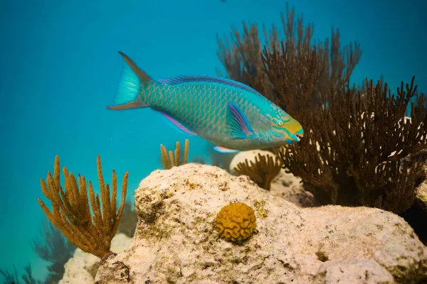 A close up of a Bermuda Parrotfish.