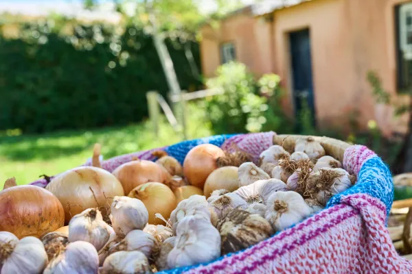 Bermuda Onions and garlics.