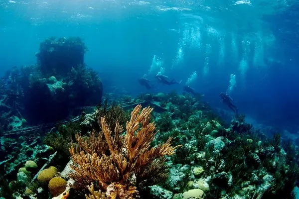 group of people snorkelling