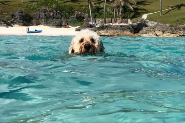 dog swimming in beach