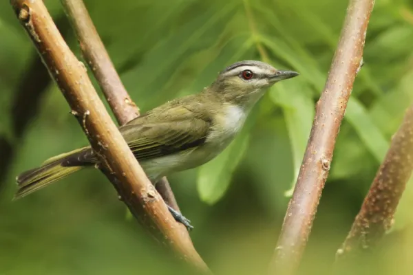 Red eyed vireo