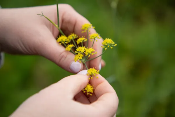 Flowers at Spittal Pond Nature Reserve in Bermuda