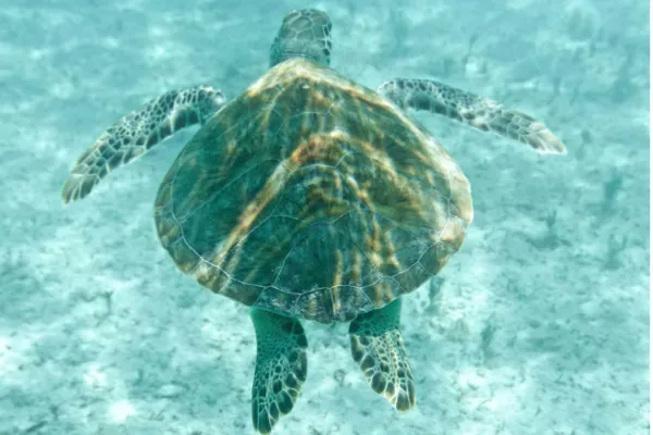 A close up of a sea turtle underwater.
