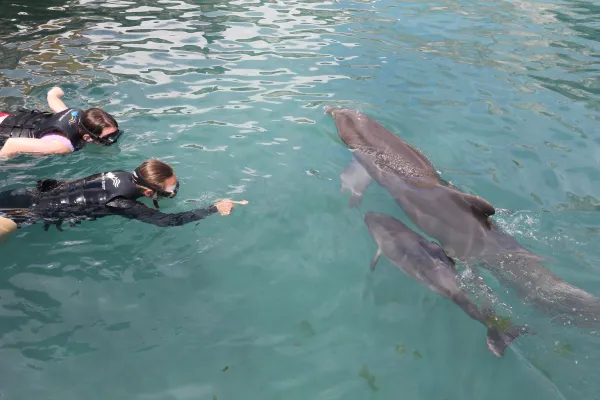 Dolphin Quest Bermuda – Discover Baby Dolphins