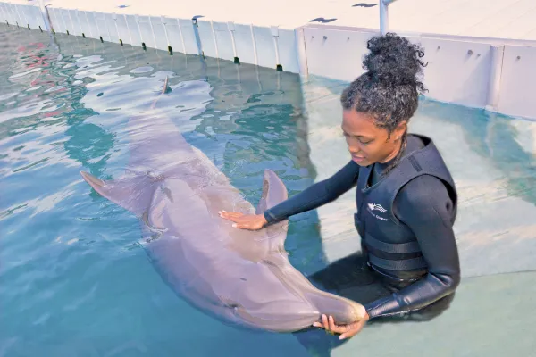 Dolphin Quest Bermuda – Dolphin Quest Bermuda