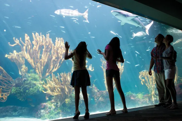Bermuda Aquarium, Museum & Zoo (BAMZ) – BAMZ