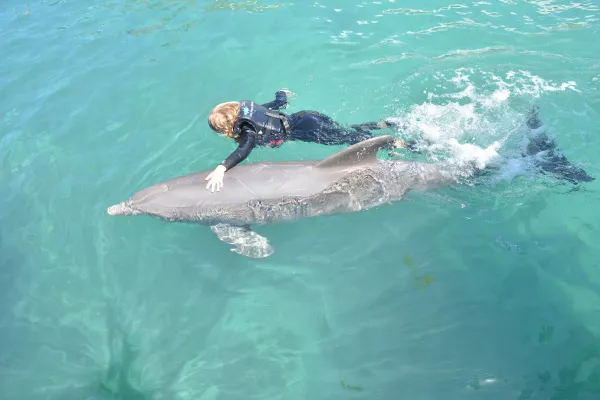 Dolphin Quest Bermuda – Dolphin Quest Bermuda