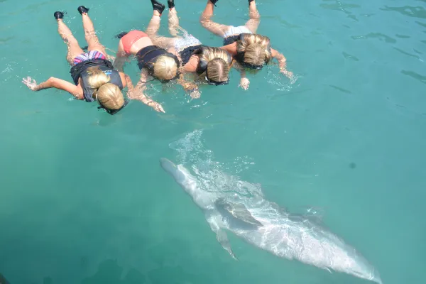 Dolphin Quest Bermuda – Dolphin Quest Bermuda