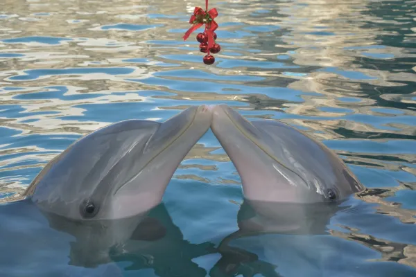 Dolphin Quest Bermuda – Dolphins At Christmas