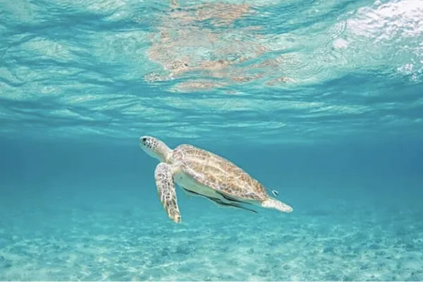 Snorkel Park Beach Club – Snorkel