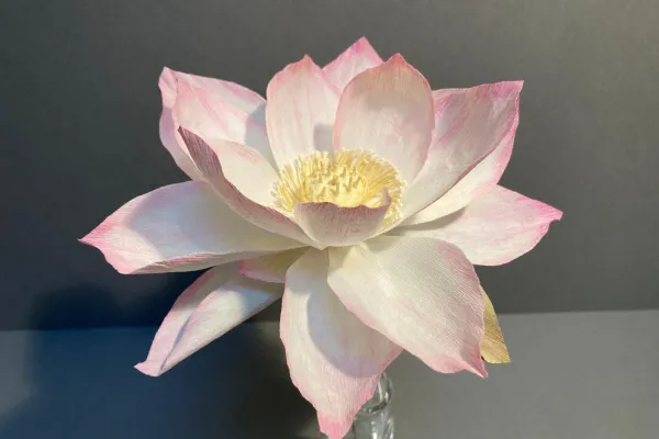 Explore In – Lotus Yoga Project