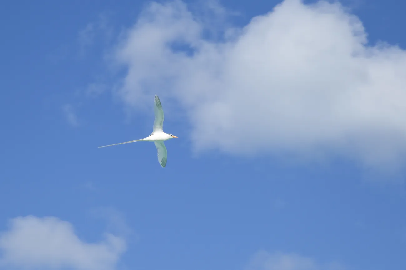 A Bermuda longtail bird flying across a blue sky