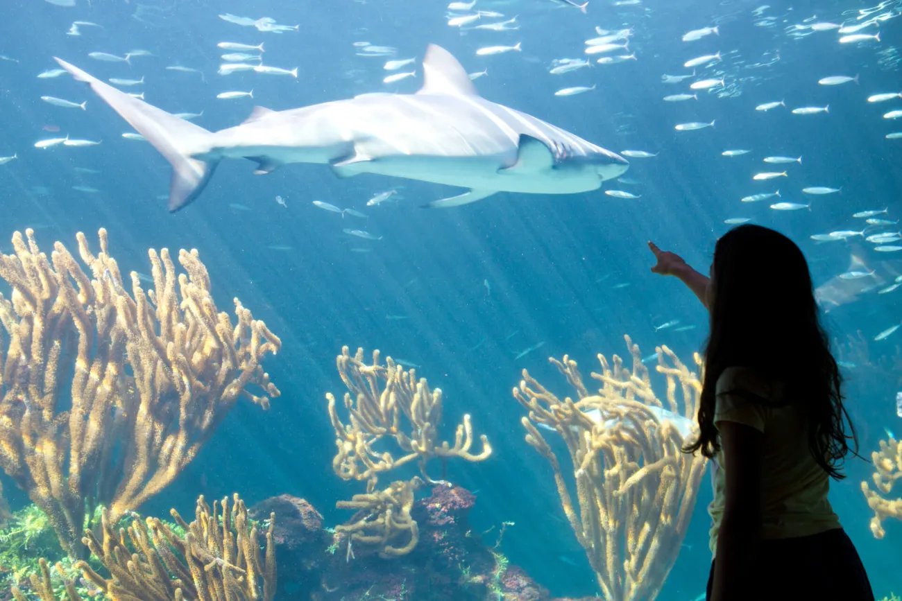 Child pointing at a shark