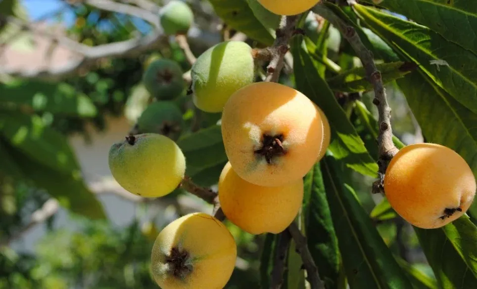loquats on tree