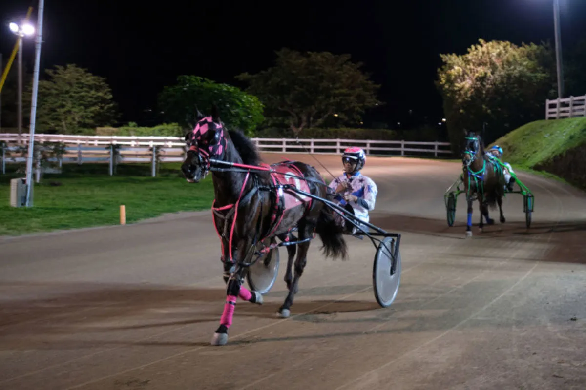 Driving Horse & Pony Club of Bermuda – Harness Pony Racing