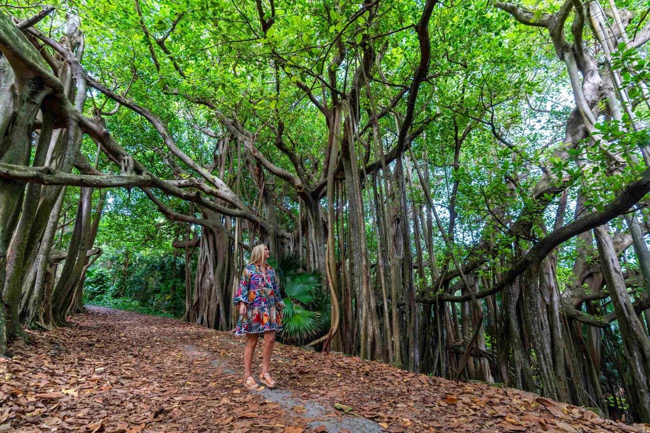 A woman is walking under banyan trees.