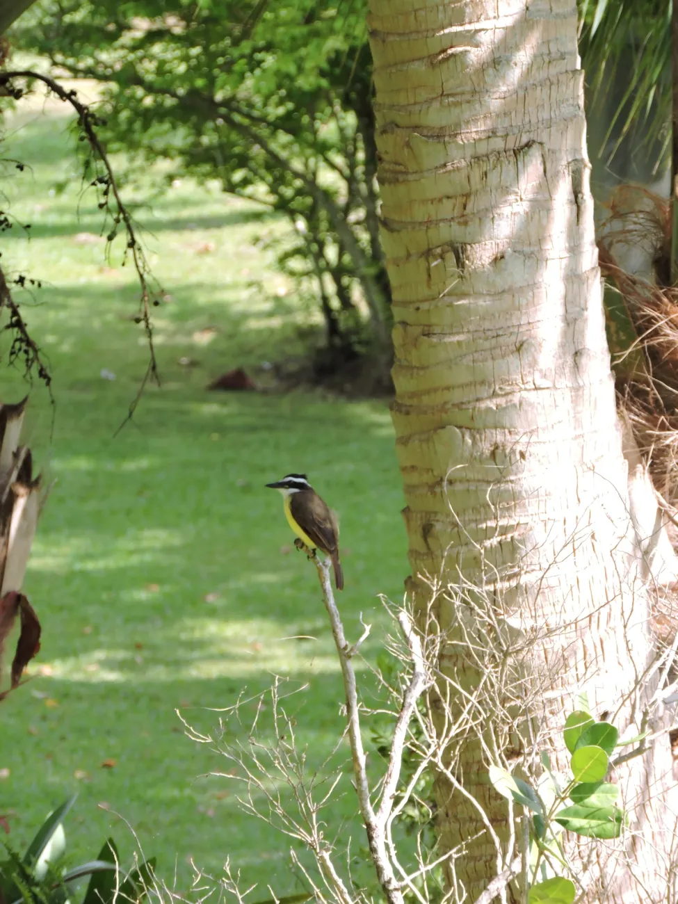 Bird sitting on a branch