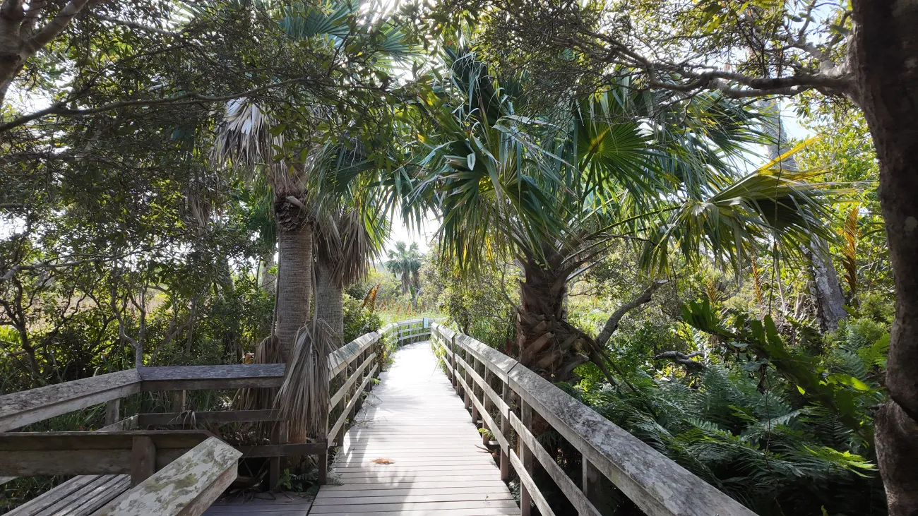 Eye level view of Paget Marsh with green forest.