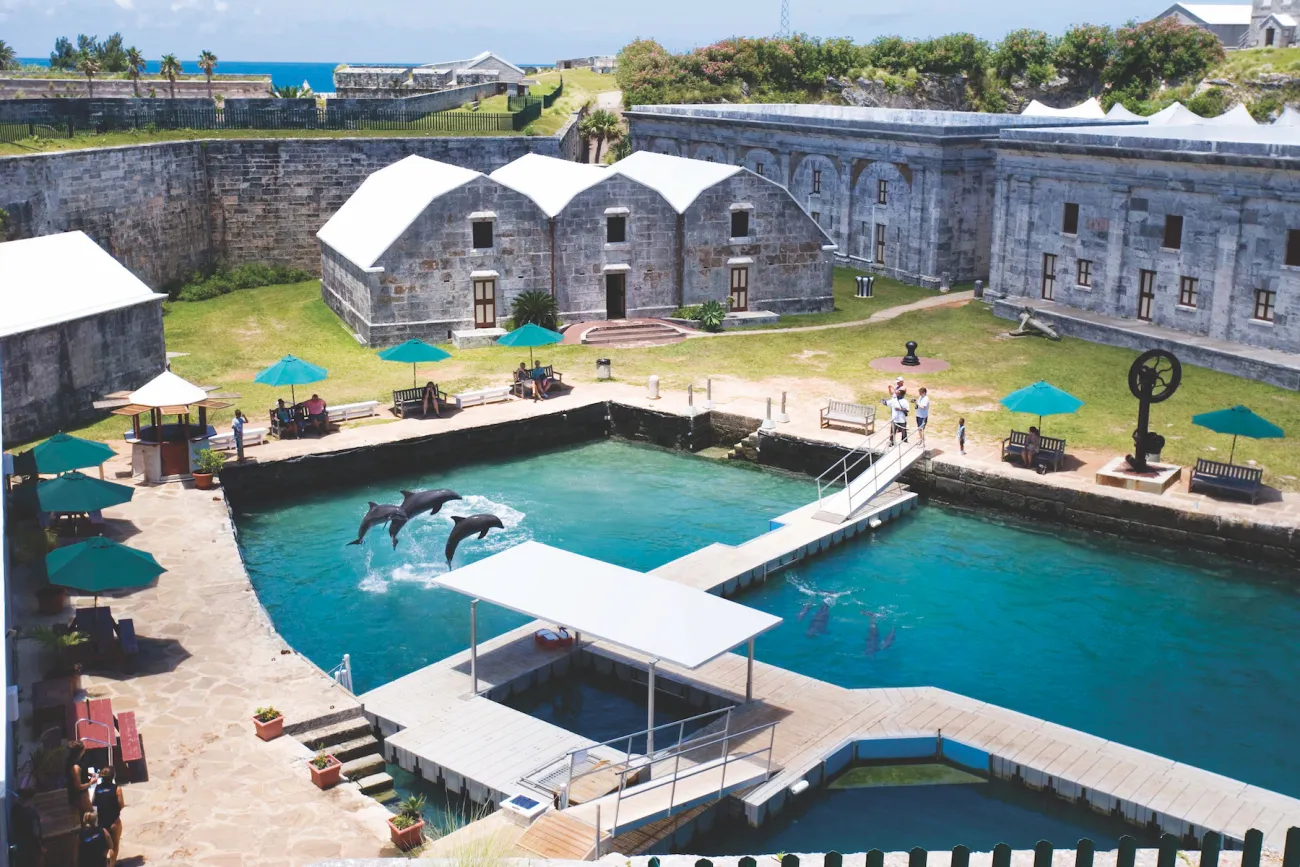 Dolphin Quest in Bermuda