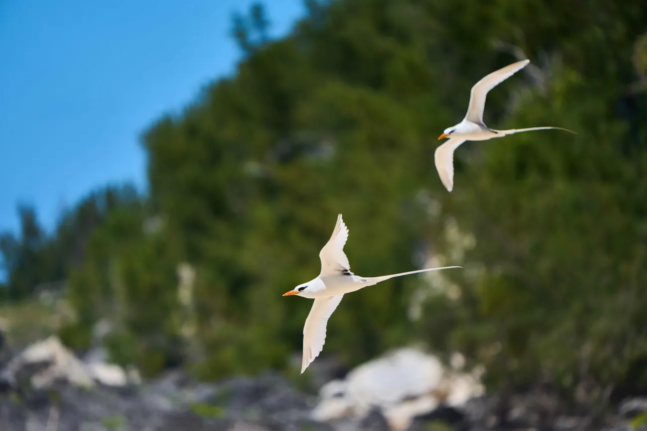 Two Bermuda longtails are flying by a cliff side.