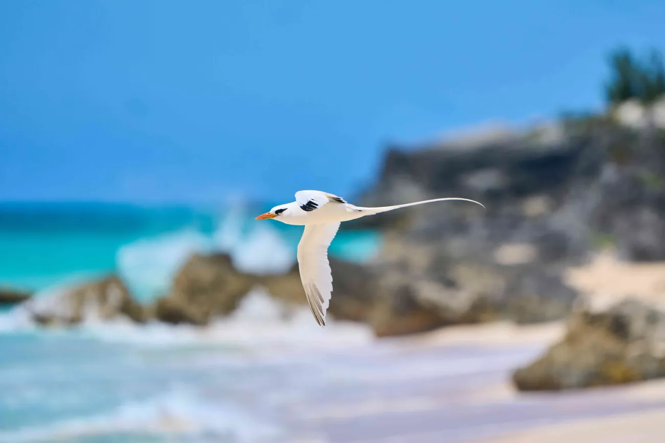 A close up of a Bermuda longtail flying near the cliffs.