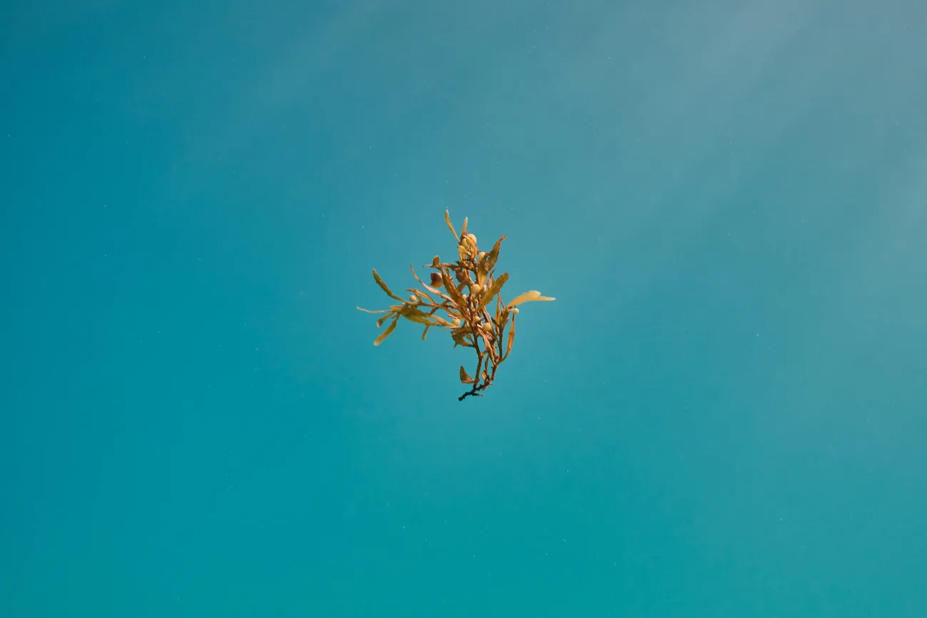 Bermuda Sargassum floating through the water.