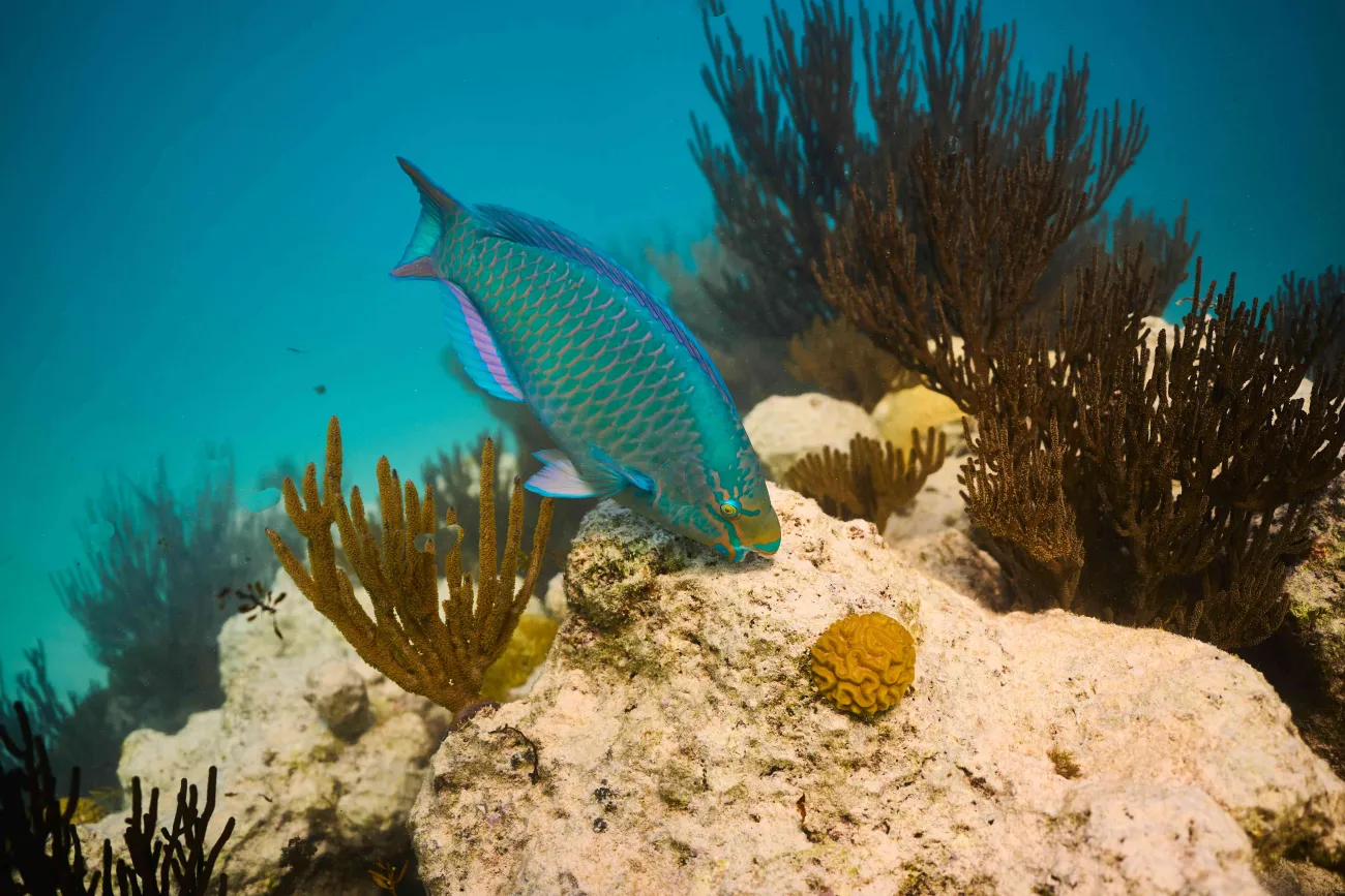 A blue and purple parrotfish is eating coral.