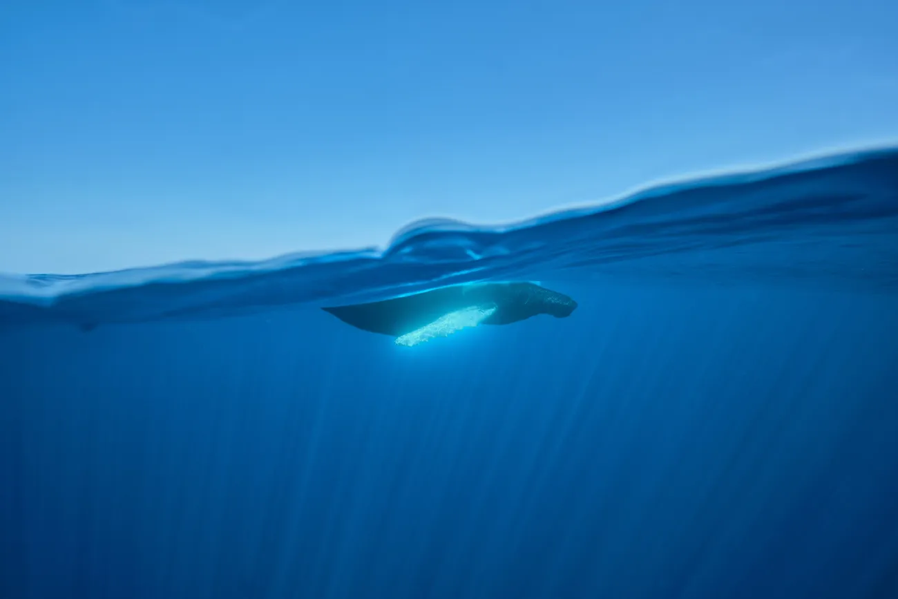 A whale is swimming in the water.