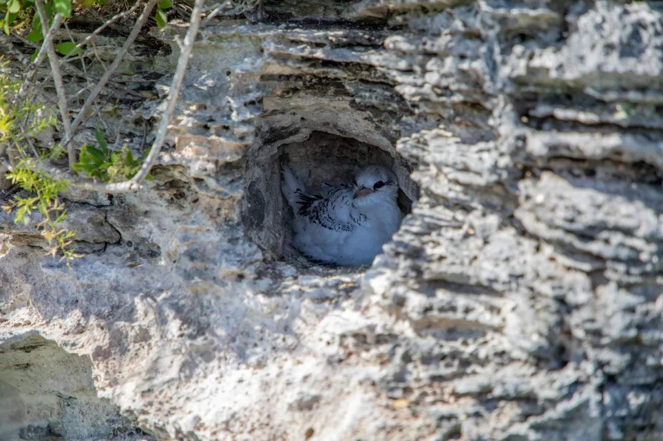 A black and white cahow bird is burrowed in a cliff side. 