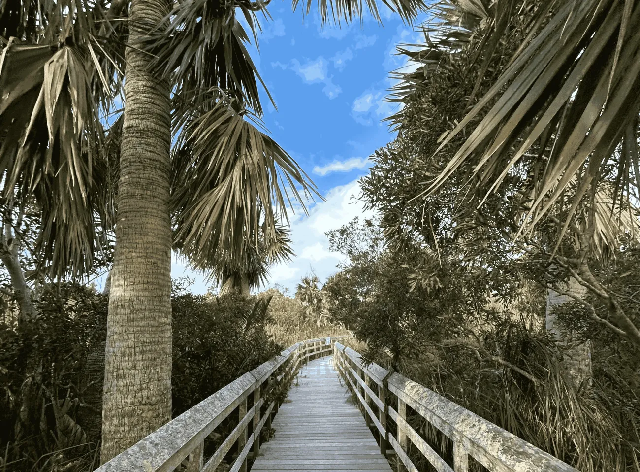 Wide view of Paget Marsh near Lover's Lane